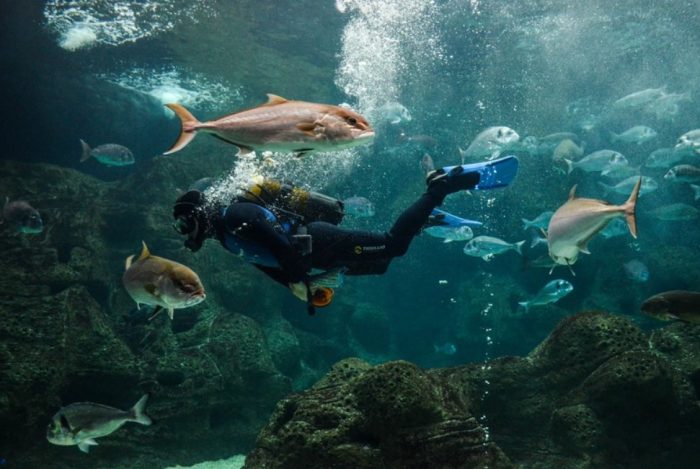 Cretaquarium  Greece's Largest Aquarium is on Crete - Kastro Hotel  Heraklion, Your city stay in Heraklion, Crete